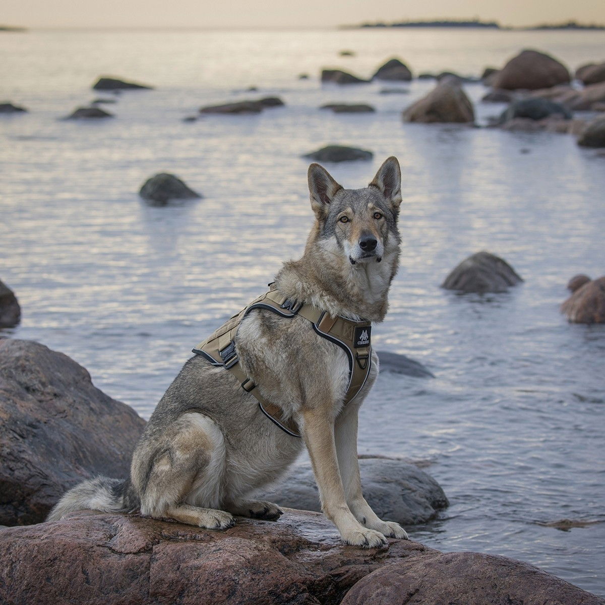 Cerberos Tactical valjaat hiekan ruskea