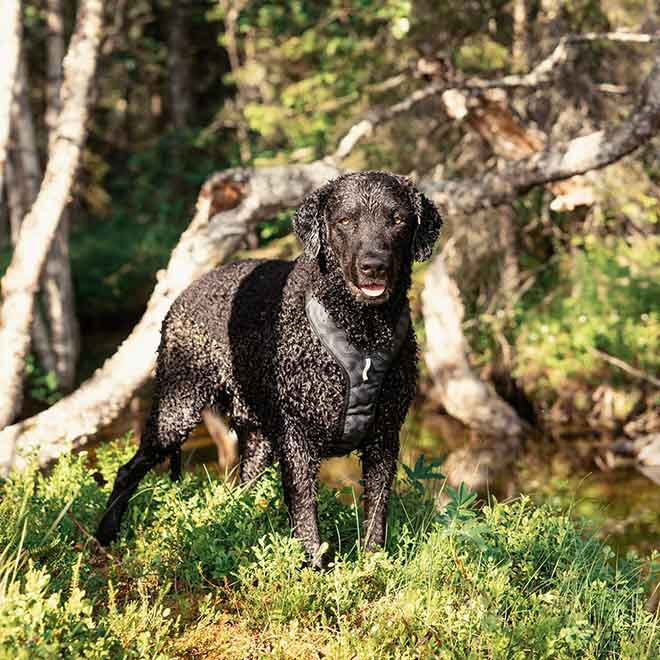 Woolly Wolf Roam Harness, Black Ripple