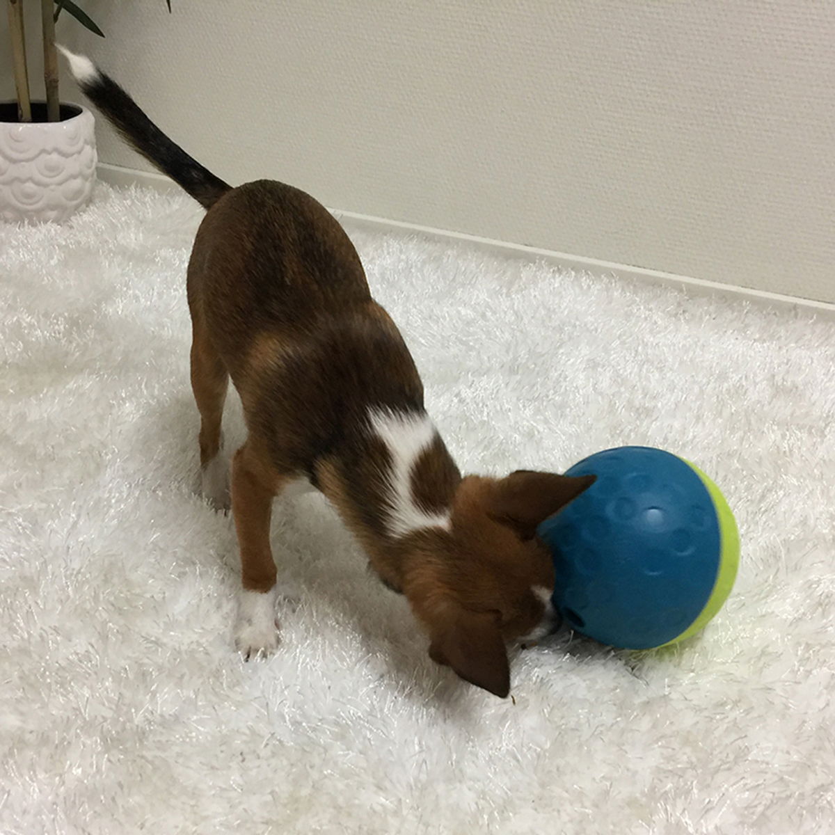 Nina Ottosson Treat Tumble -aktivointilelu sininen S