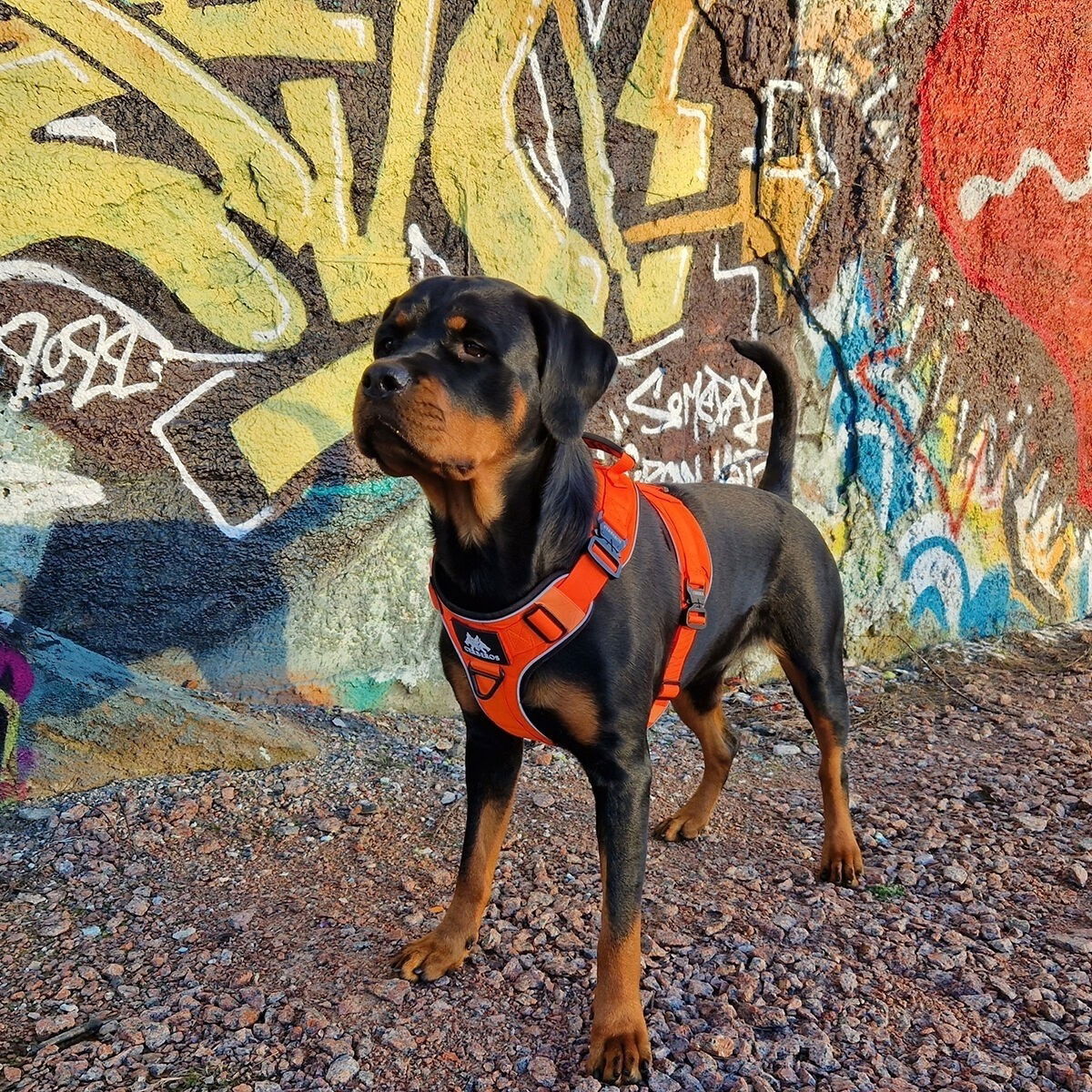 Cerberos Active valjaat oranssi
