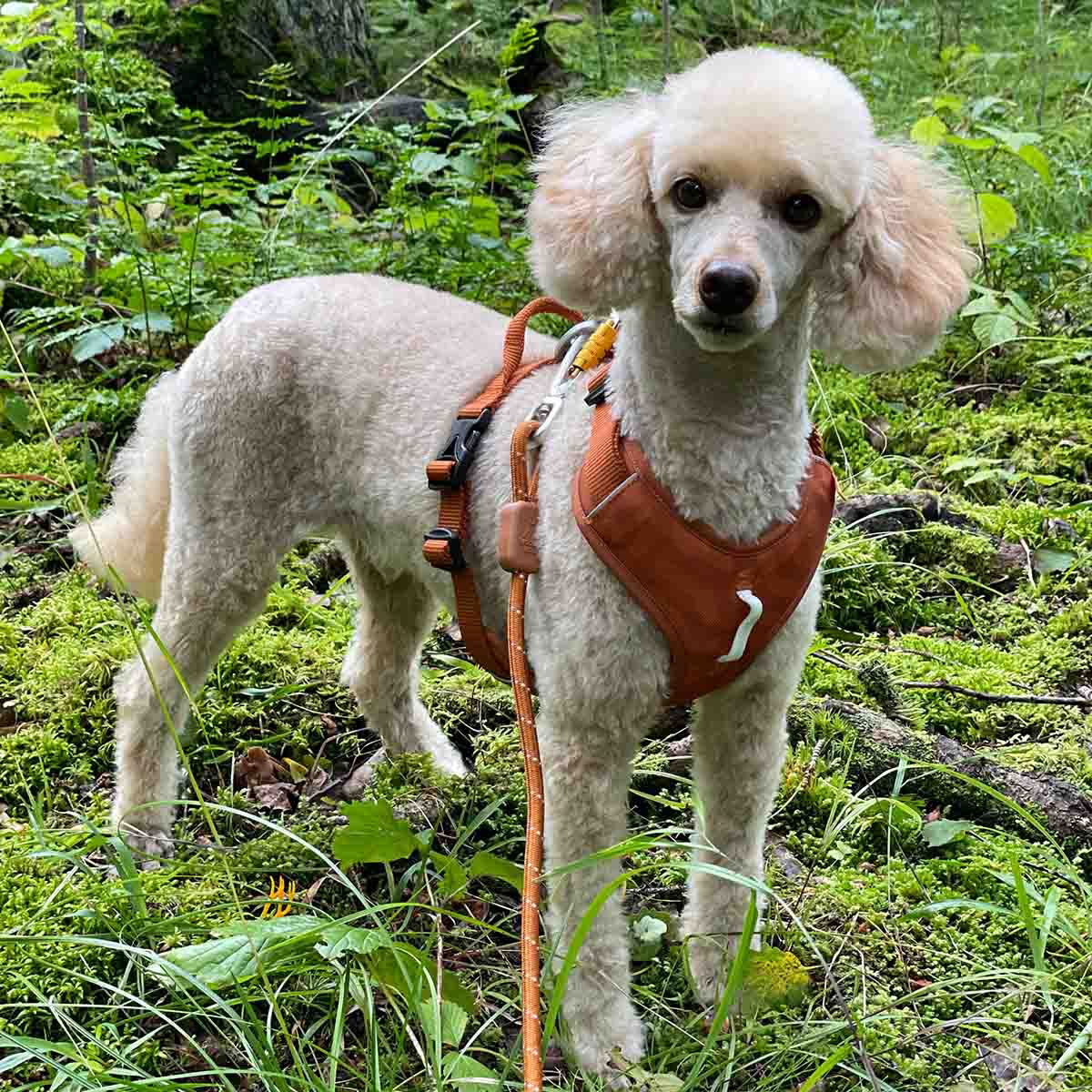 Woolly Wolf Roam Harness, Terracotta Ripple
