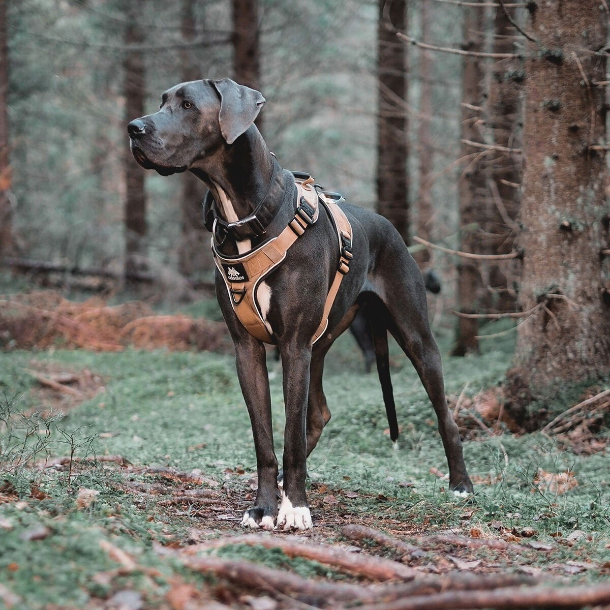 Cerberos Active valjaat hiekan ruskea