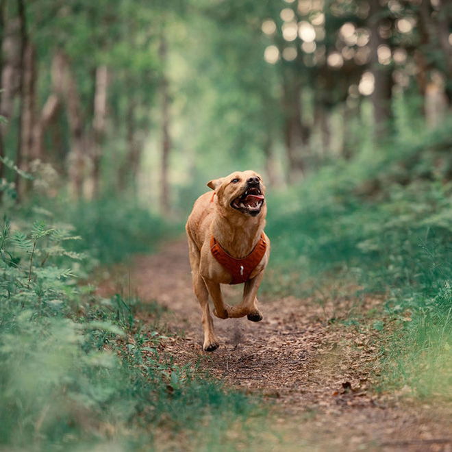 Woolly Wolf Roam Harness, Terracotta Ripple