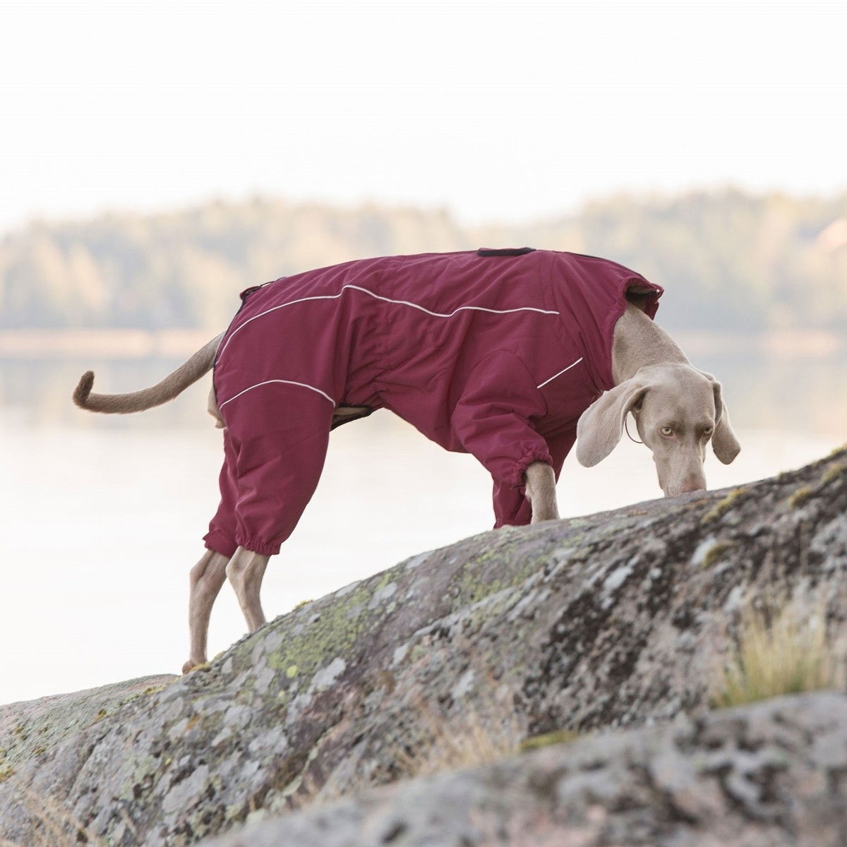 Rukka Thermal koiran talvihaalari, viininpunainen