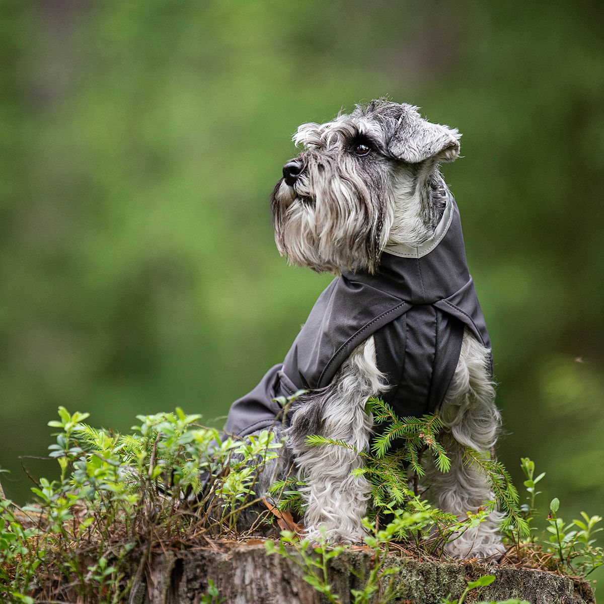 KuoriPomppa Graphite