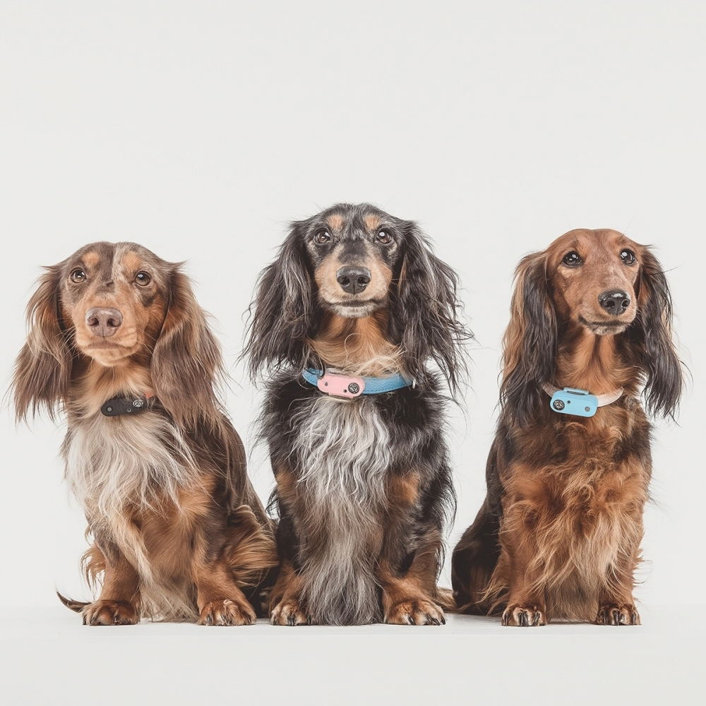 Tickless MINI DOG musta