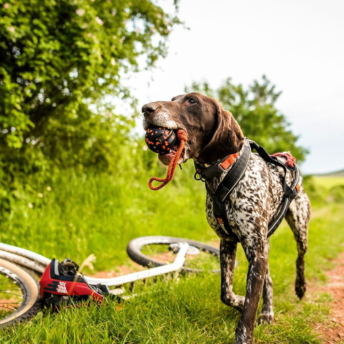 Non-Stop Dog ball on rope