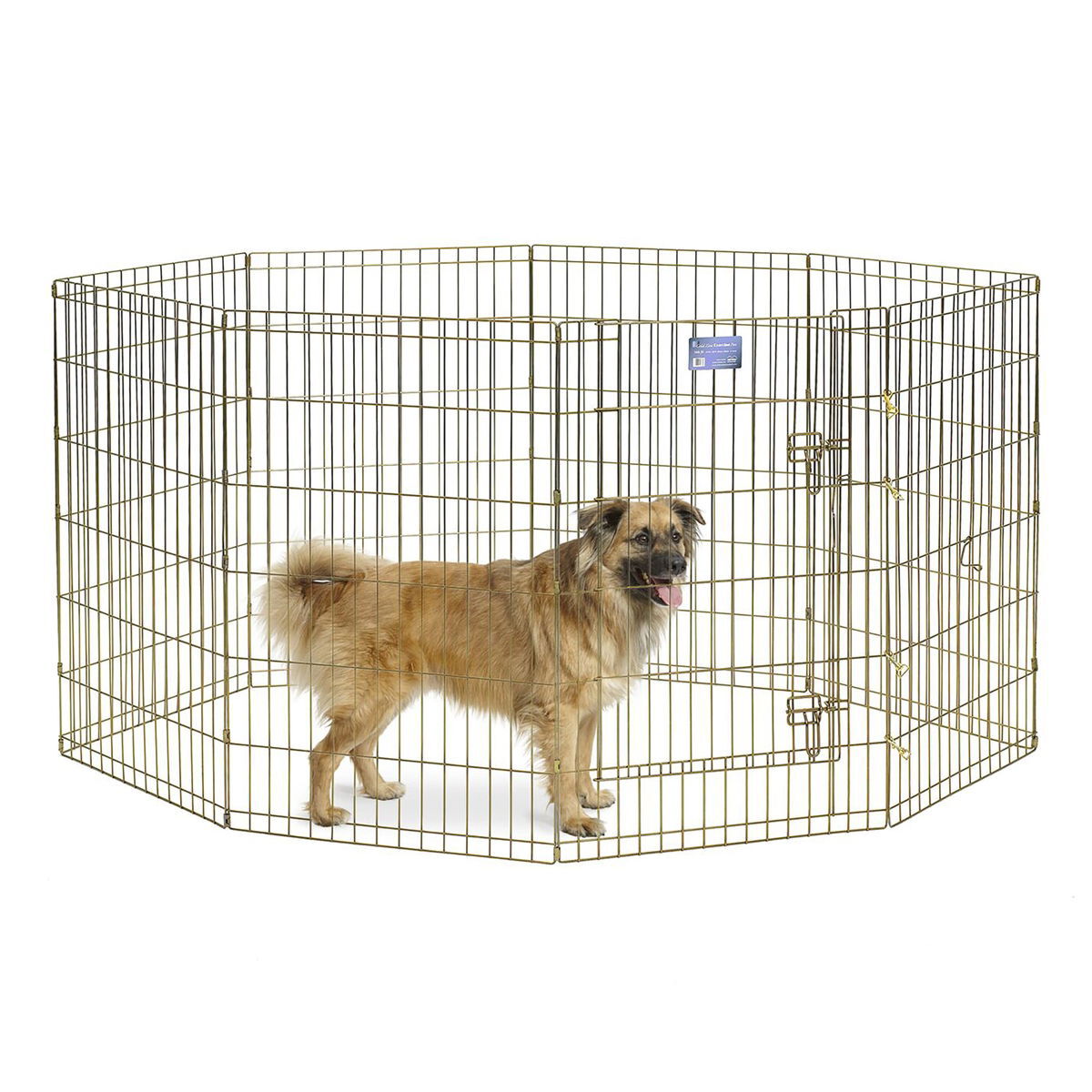 Pentuaitaus Gold Zinc, kulta