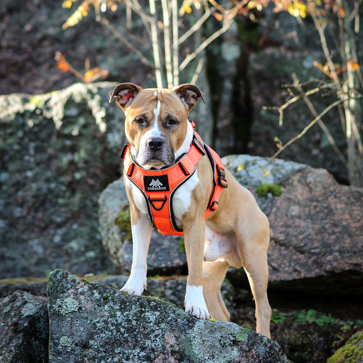 Cerberos Active valjaat oranssi
