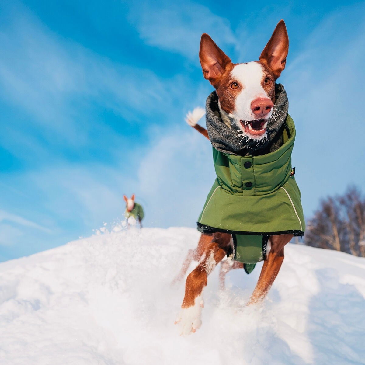 Rukka Warmup koirantakki, oliivi