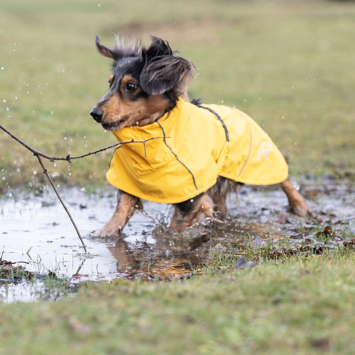 Rukka Hayton Eco koiran sadetakki, keltainen