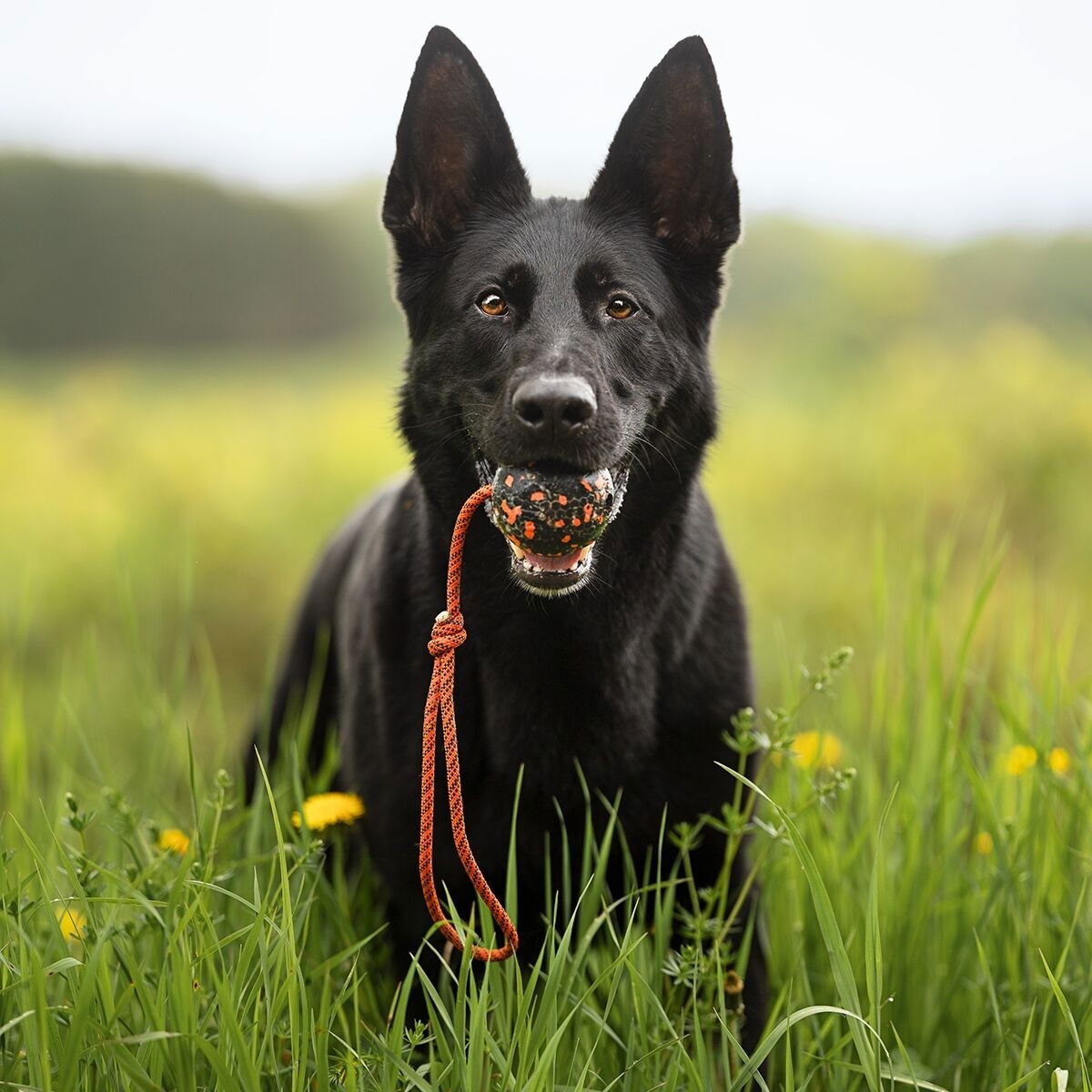 Non-Stop Dog ball on rope