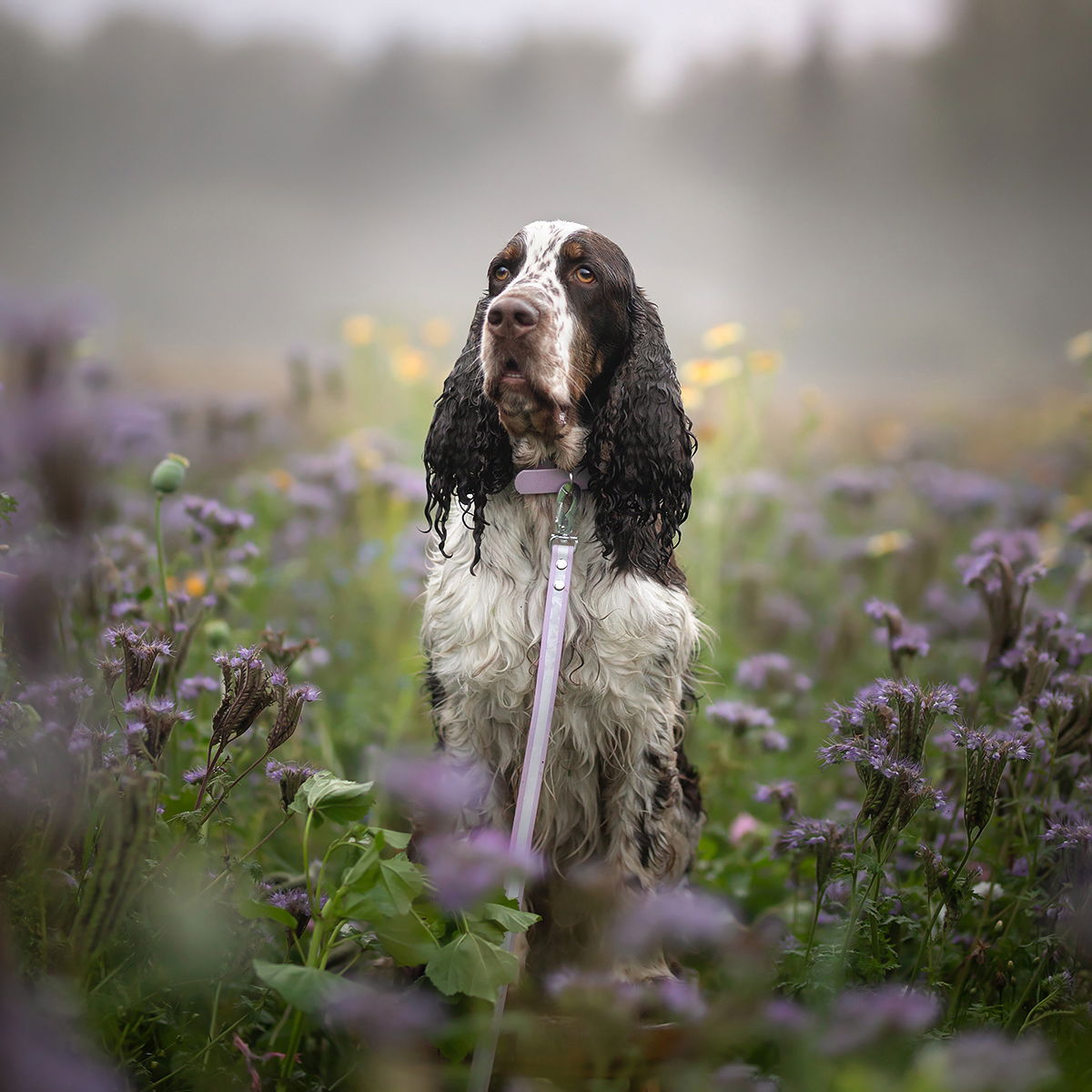 Tyylivoitto Shine EAZY reflective leash, lavender