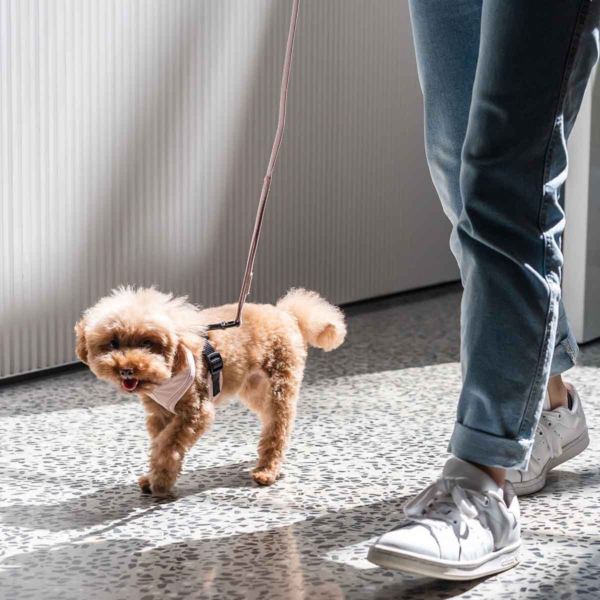 Koiran puuvillavaljas FuzzYard Life, pinkki