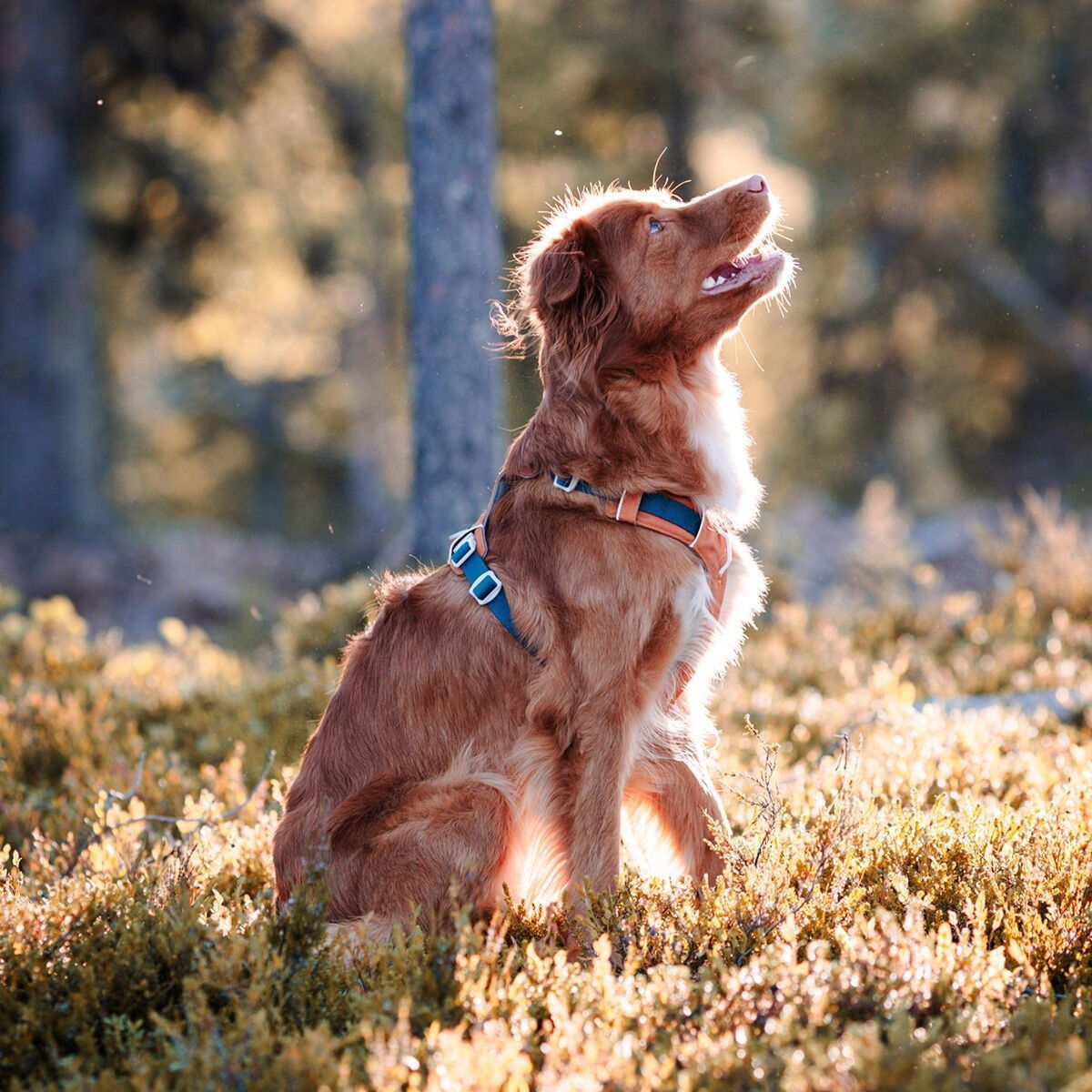 Woolly Wolf Alpha 360 valjaat Terracotta Mix