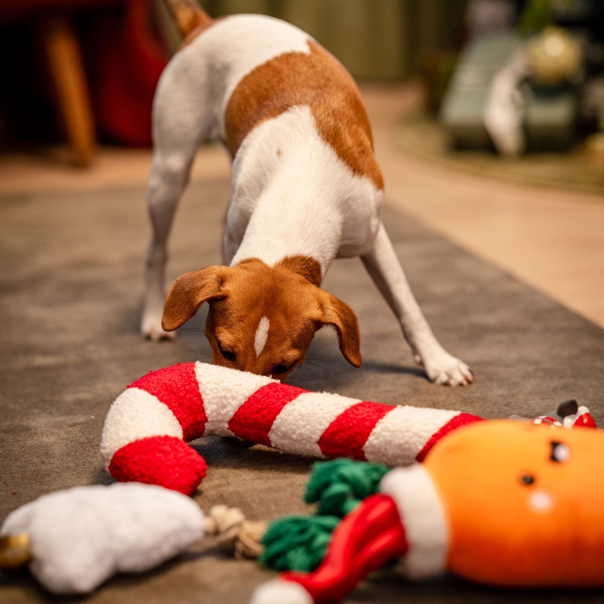 Bark-a-Boo Tufflove Holiday karkkikeppi M