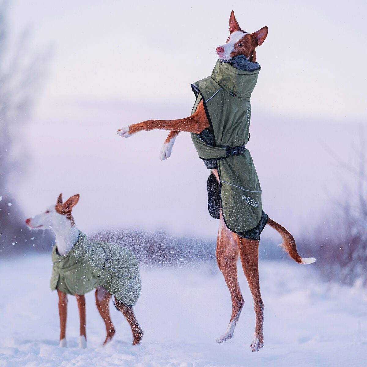 Rukka Warmup koirantakki, oliivi