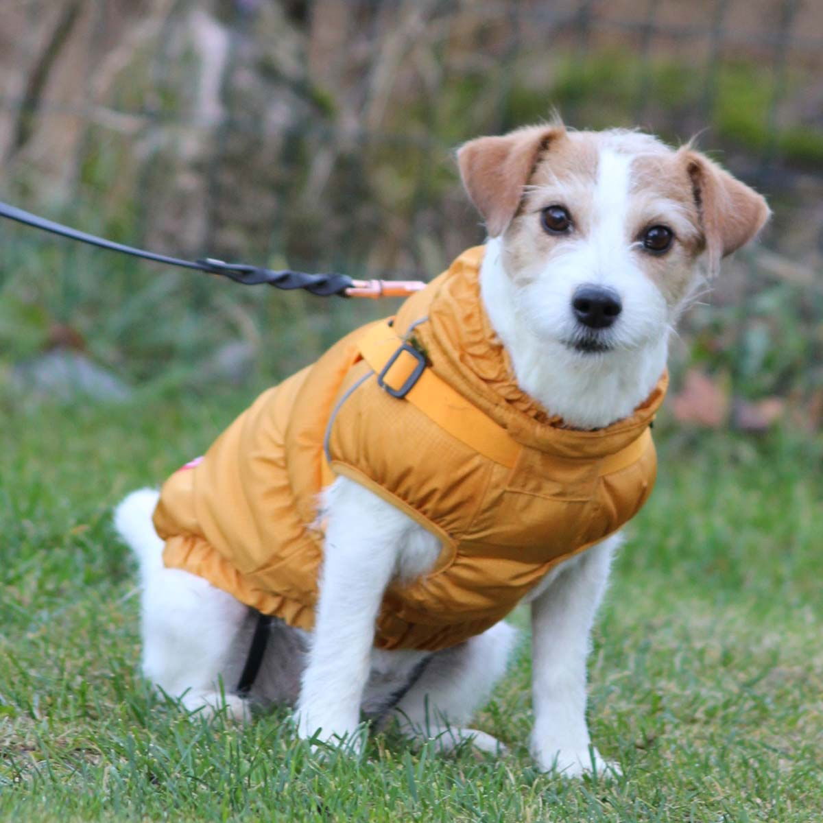 51 Degrees North Adventure Harness Coat, Yellow