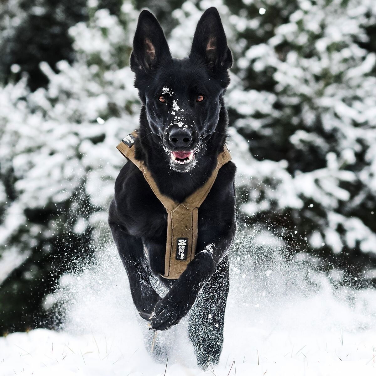 Non-Stop Freemotion harness defense, green