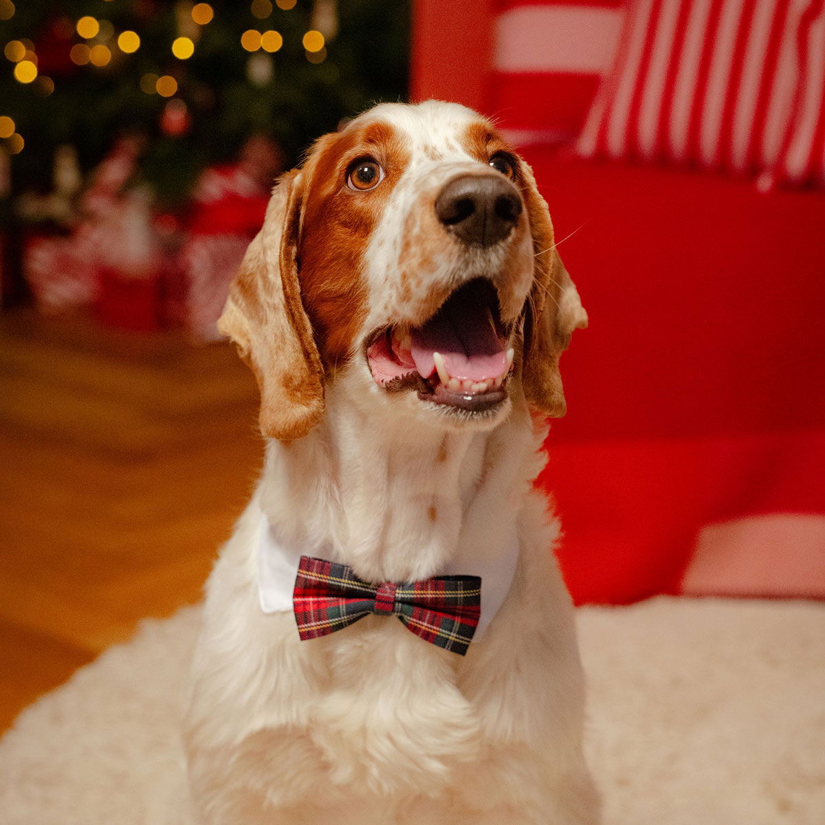 Little&Bigger Xmas Bowtie solmuke ruutukuosi