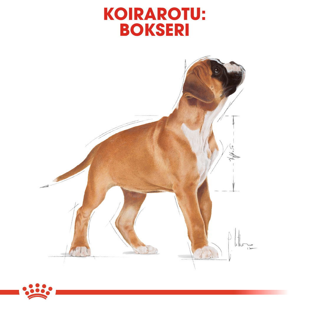 Royal Canin Boxer Puppy koiranpennun kuivaruoka