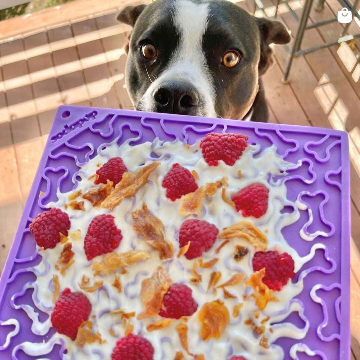 SodaPup Emat Bones violetti