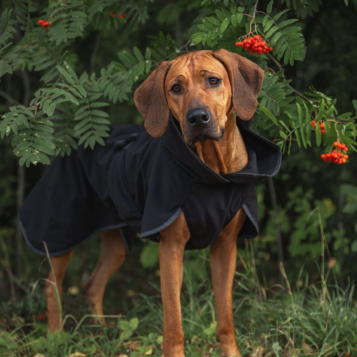 PAIKKA Recovery Softshell Jacket, black