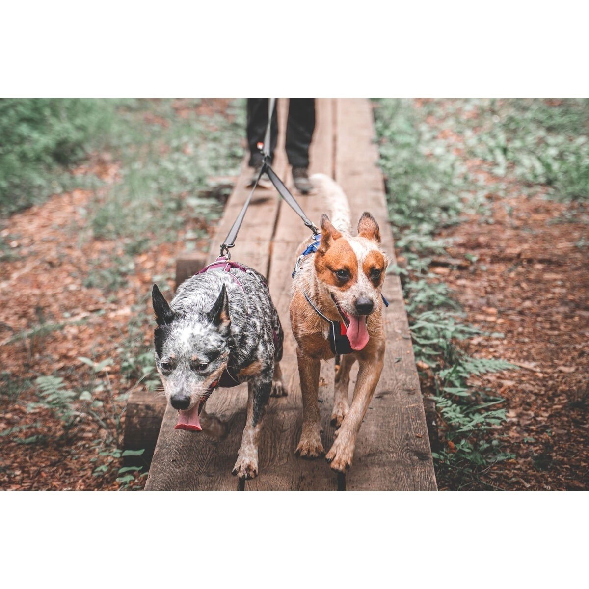 non-Stop Touring double Y-jakaja 72cm