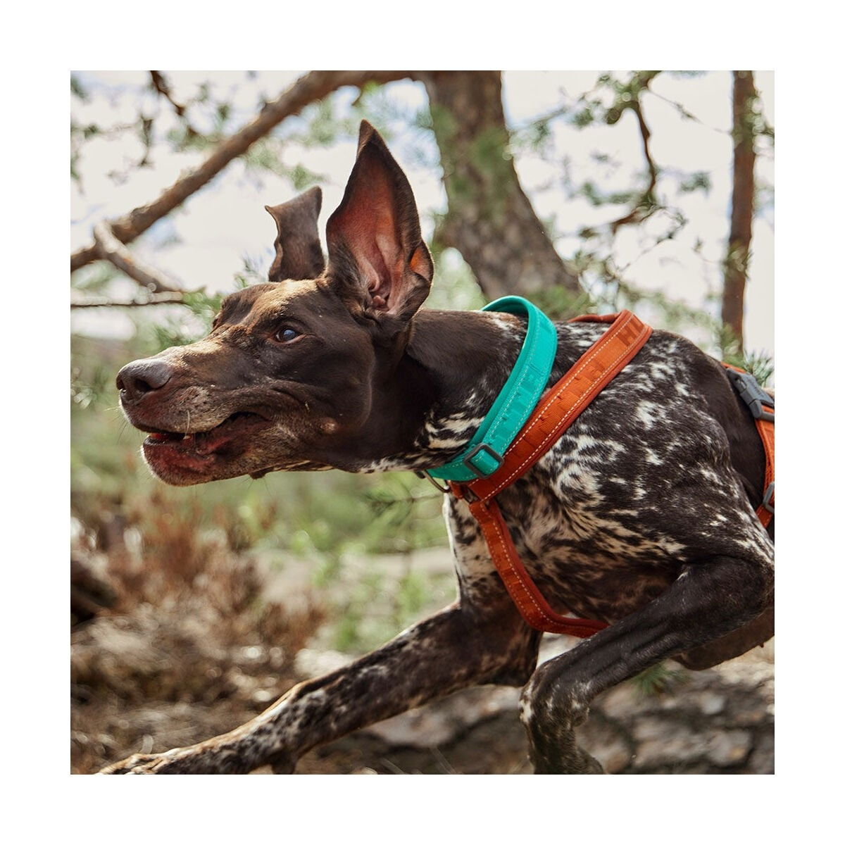 Hurtta Casual ECO  kaulapanta turkoosi