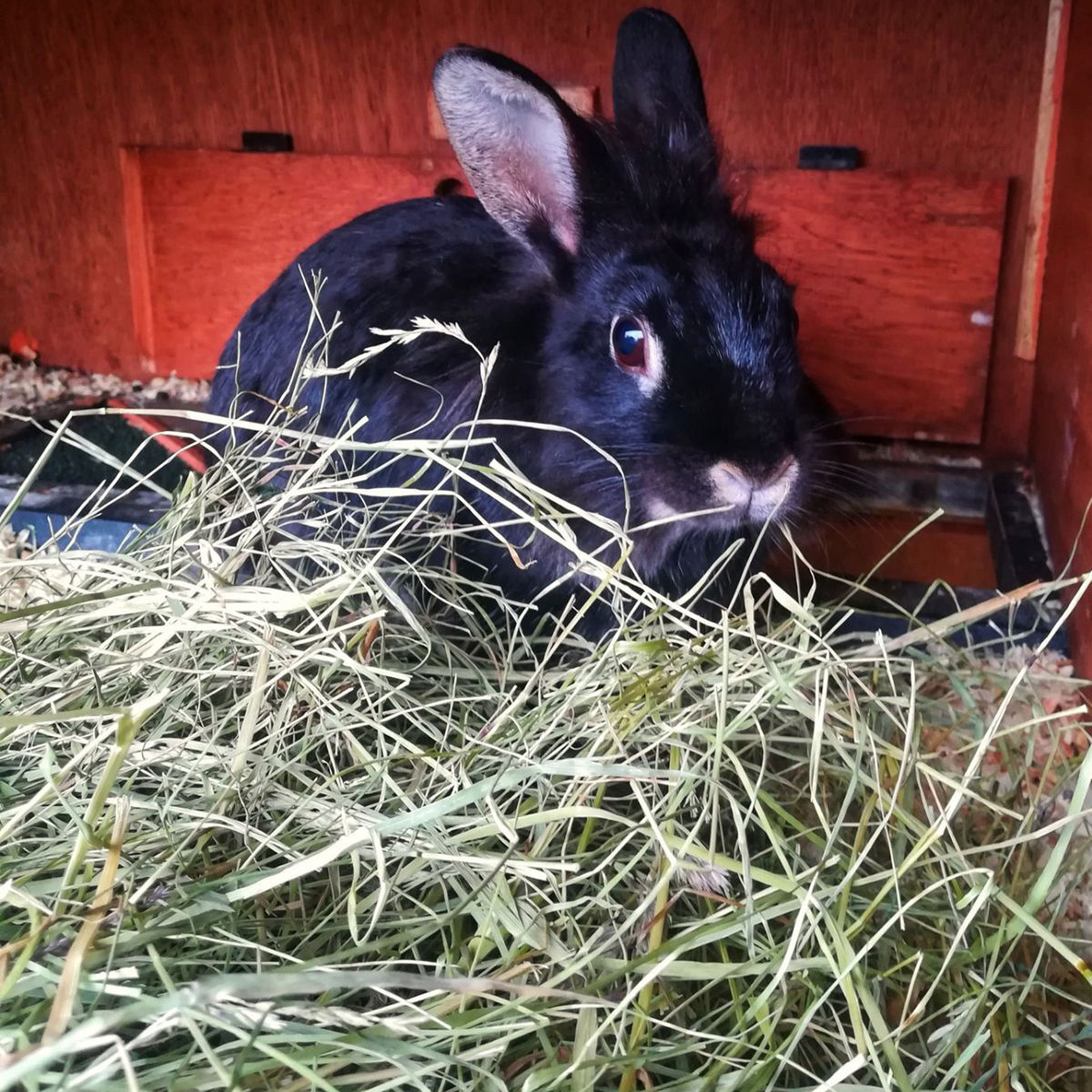 Heinä "luomu", kotimainen