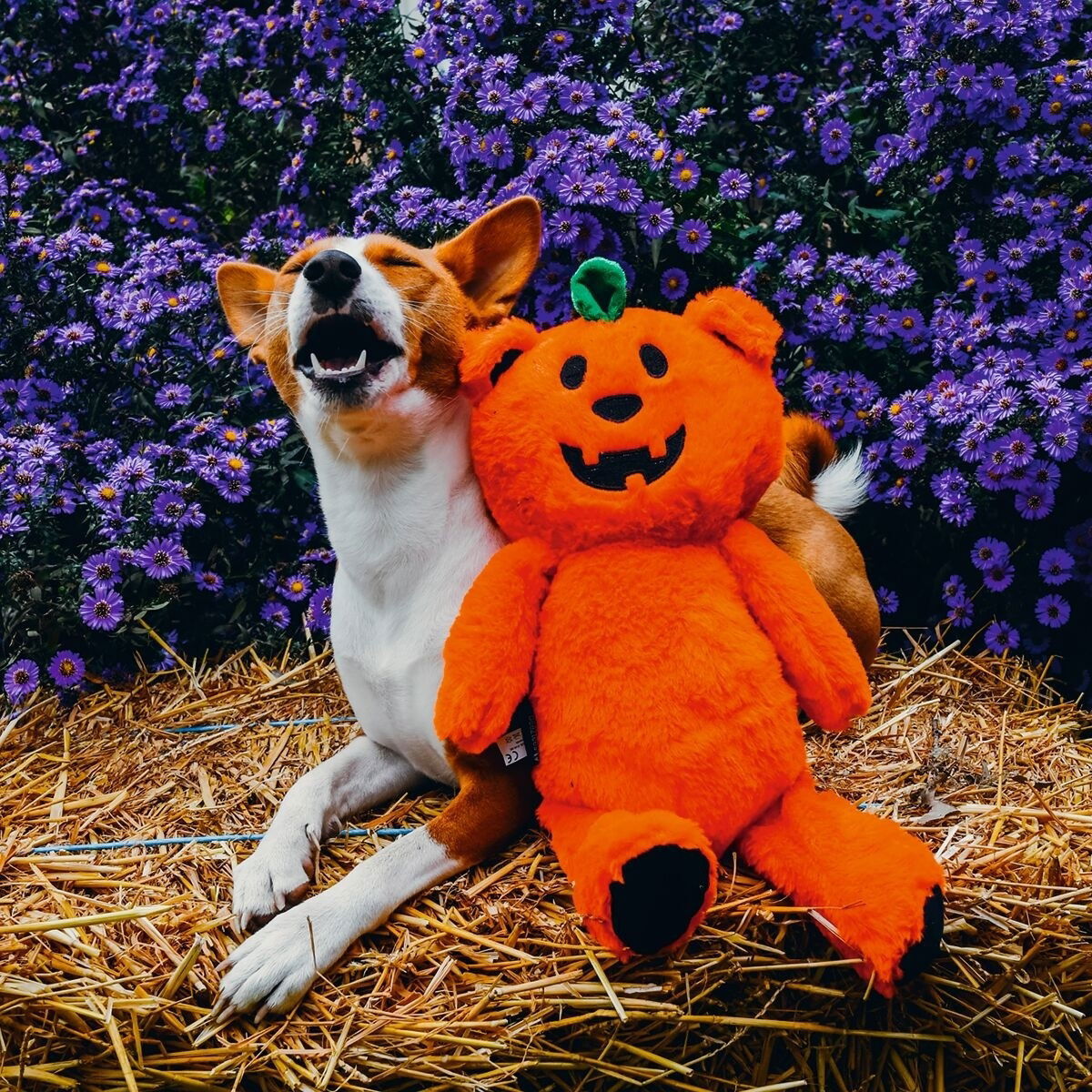 Beeztees Halloween Pumpkin Bear