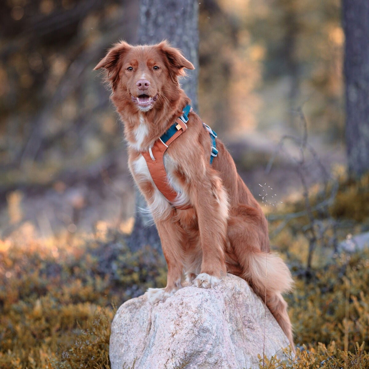 Woolly Wolf Alpha 360 valjaat Terracotta Mix