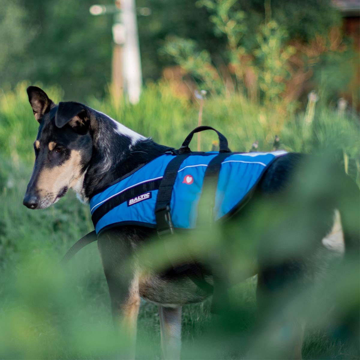 Baltic Vetzoo Life Vest Dog Blue