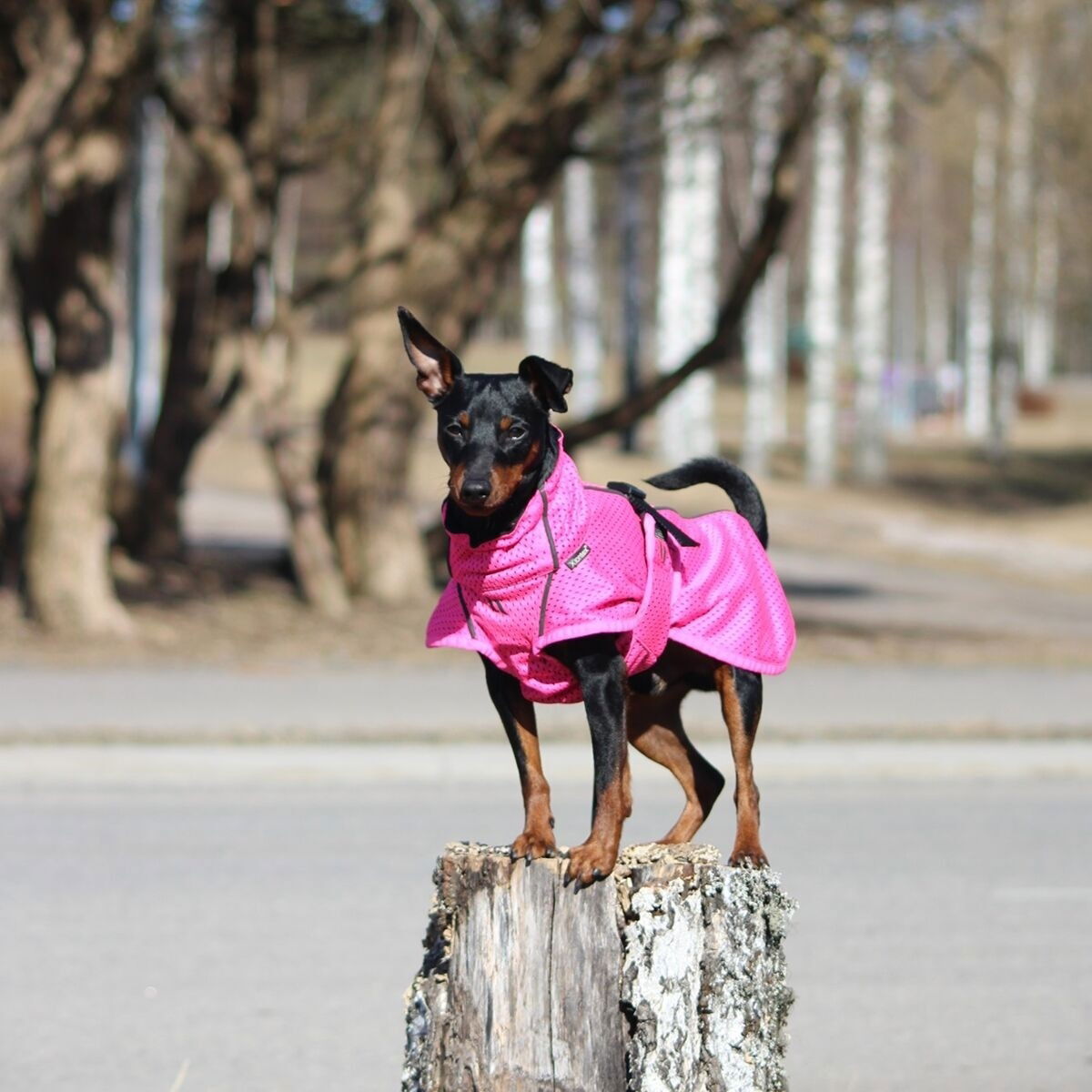 Back on Track Mesh jacket Limited Edition, Hot Pink