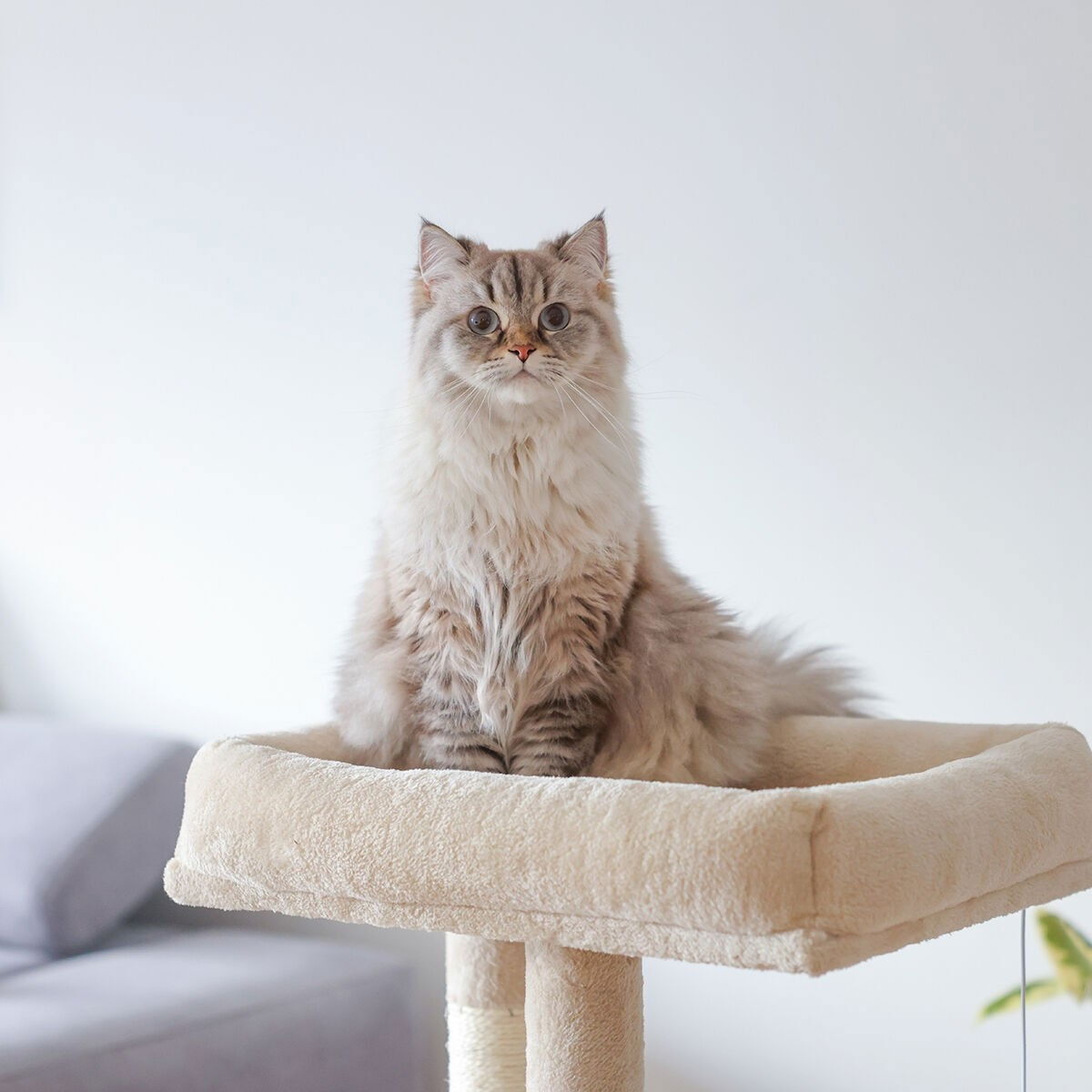 Kerbl Cat Tree Alessia