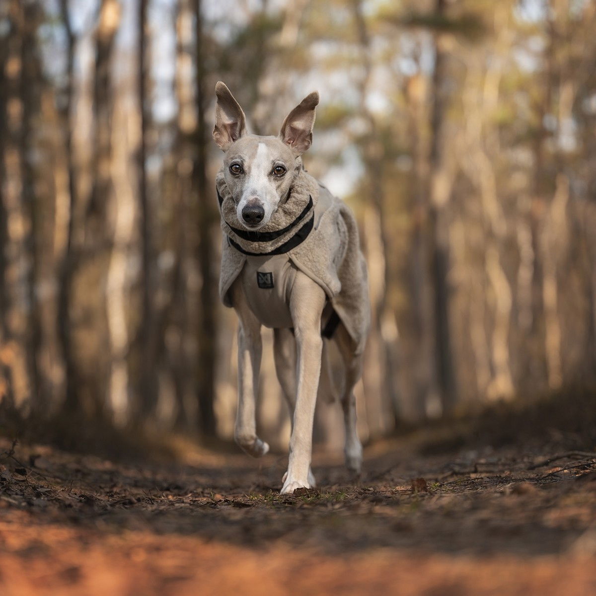 Non-Stop Wool koirien takki beige