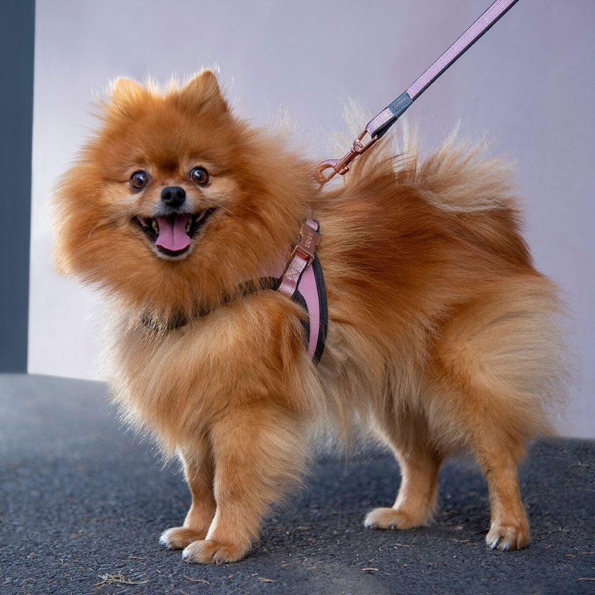 Rogz Urban Fast-Fit harness, rose