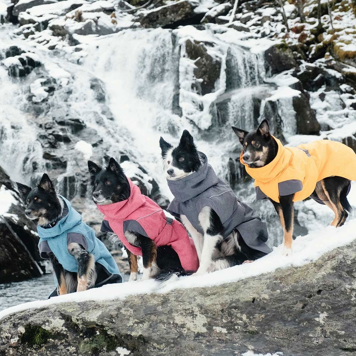 Koiran talvitakki Hurtta Expedition, tyrni