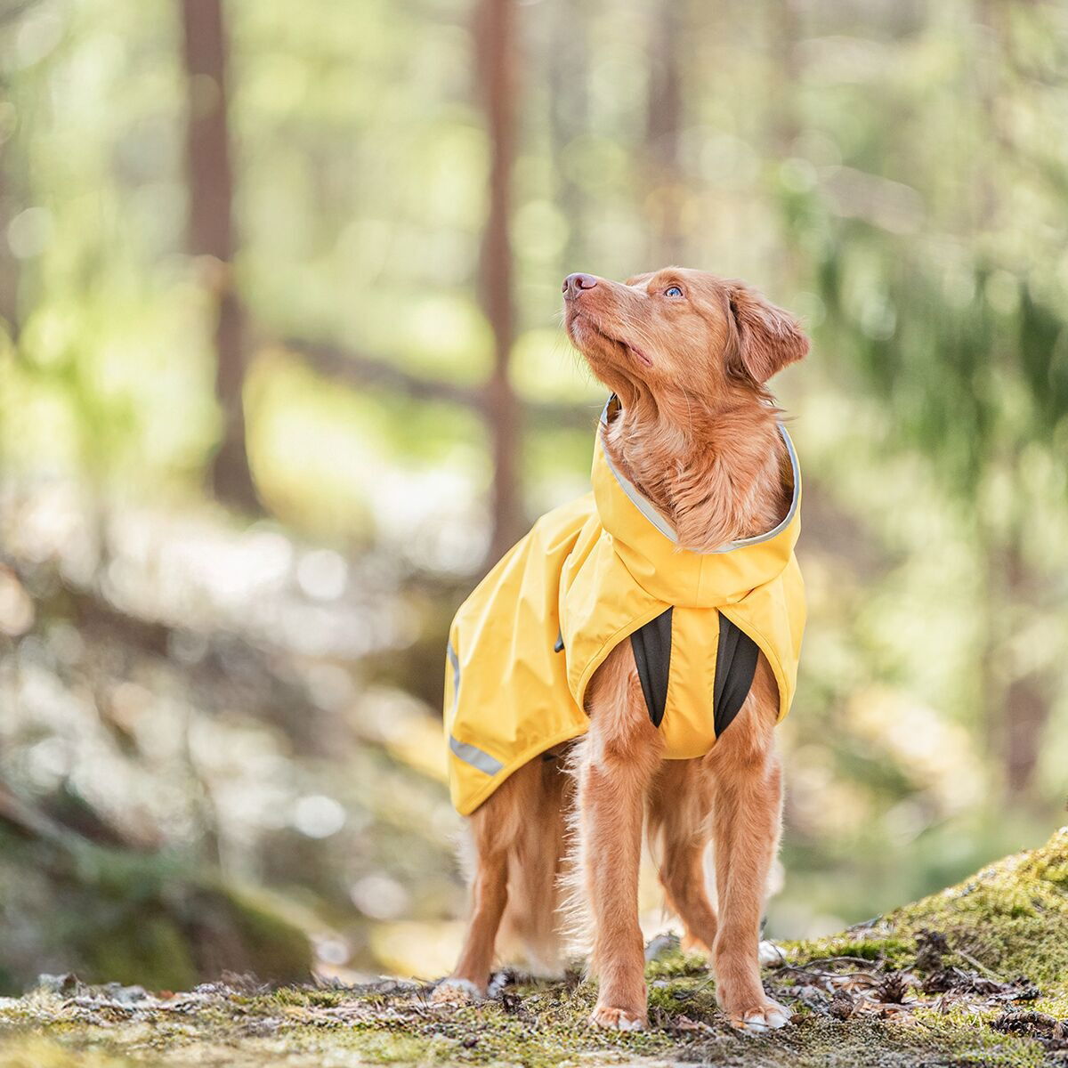 KuoriPomppa Lemonade