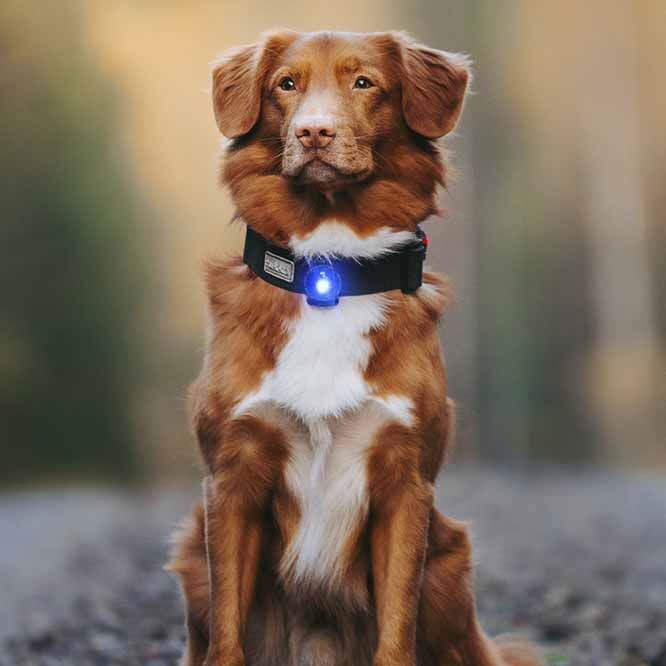 Orbiloc Dual Safety light