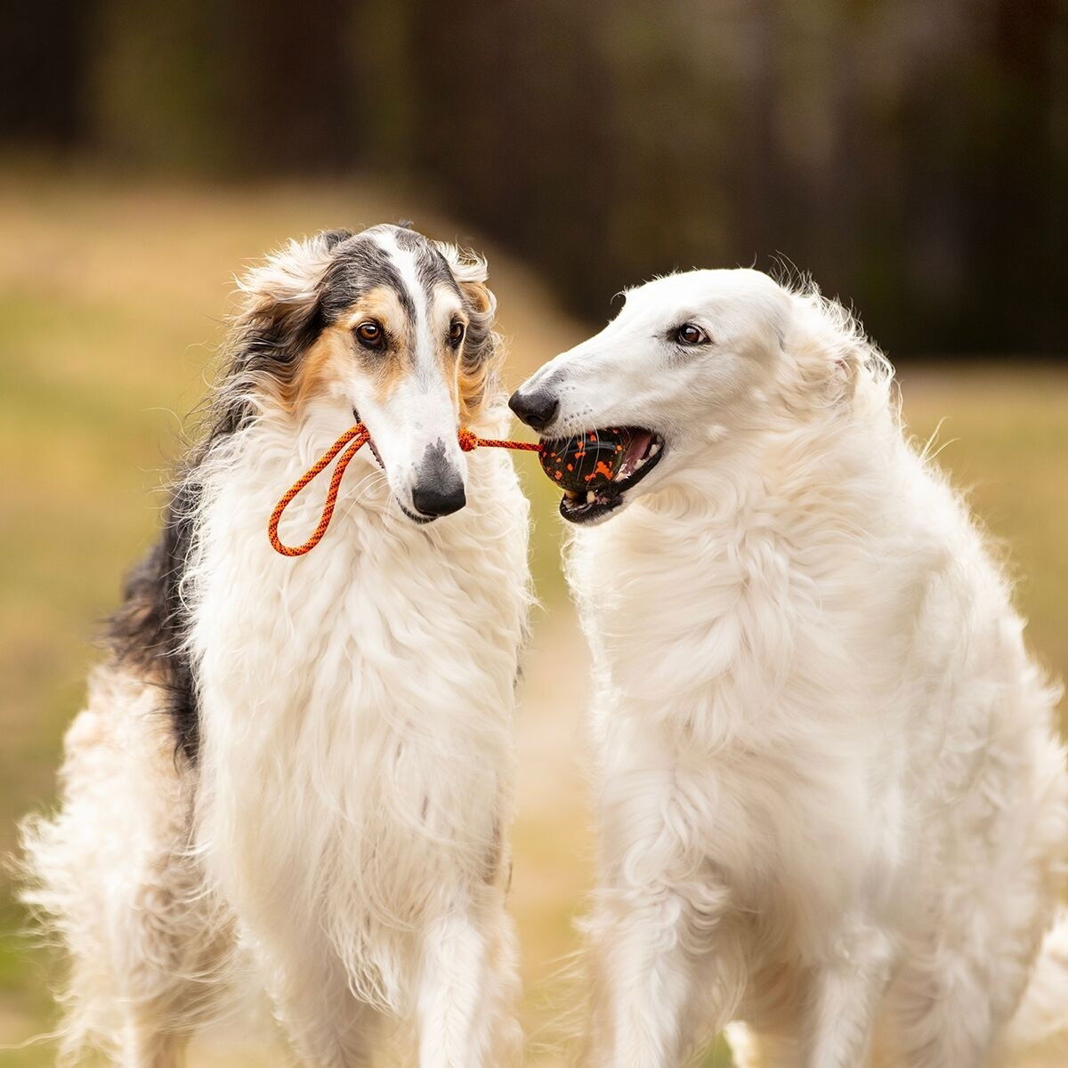 Non-Stop Dog ball on rope