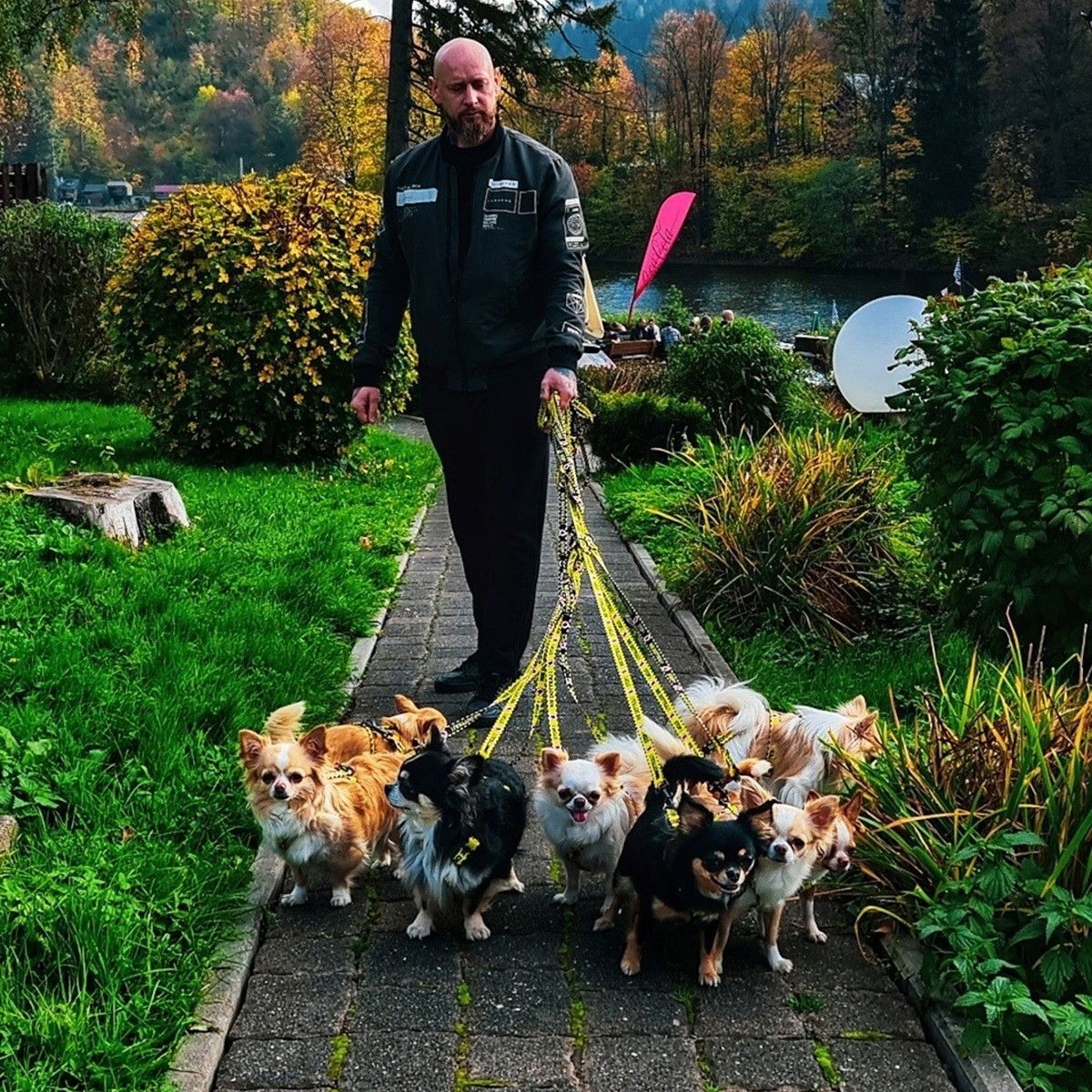 Dingo yellow leash Do Not Pet 220cm