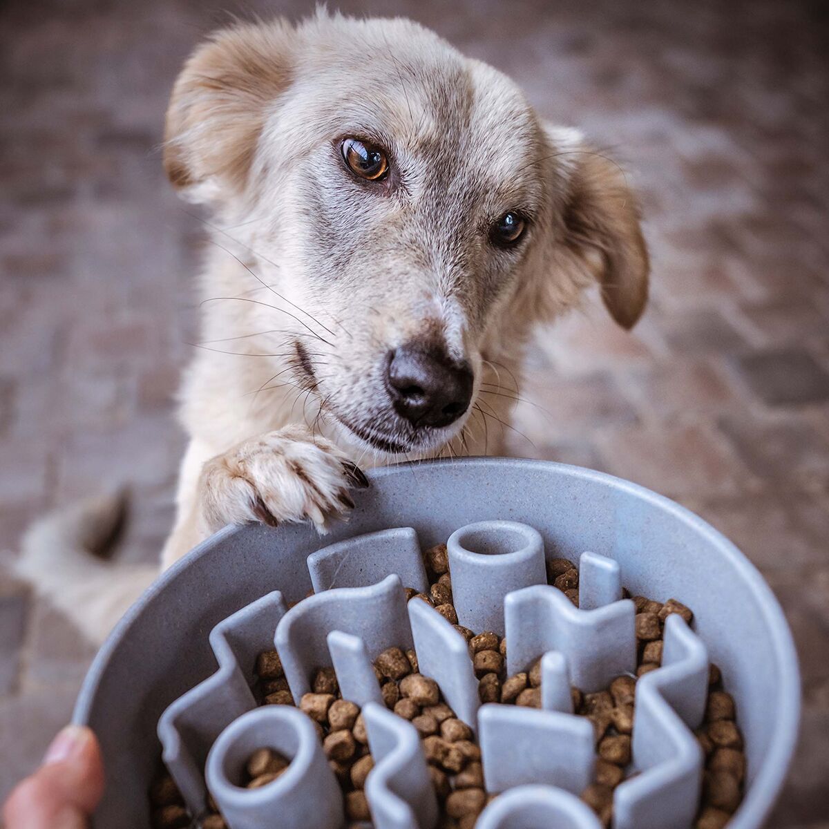 Bamboo Slow feeder District 70