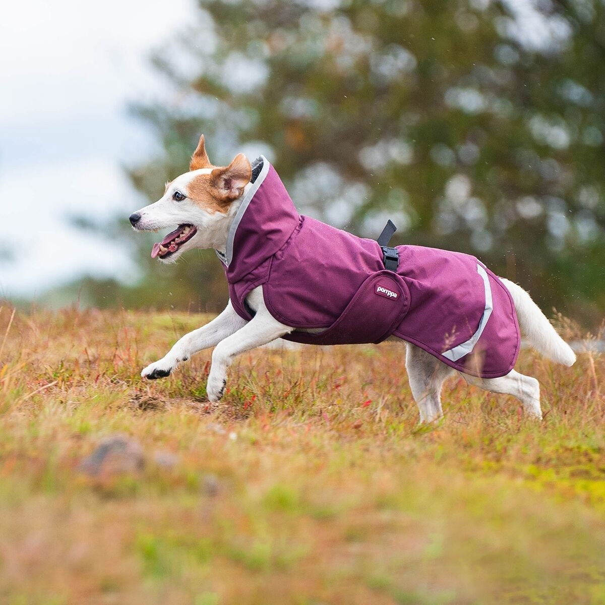 PerusPomppa for harness Plum