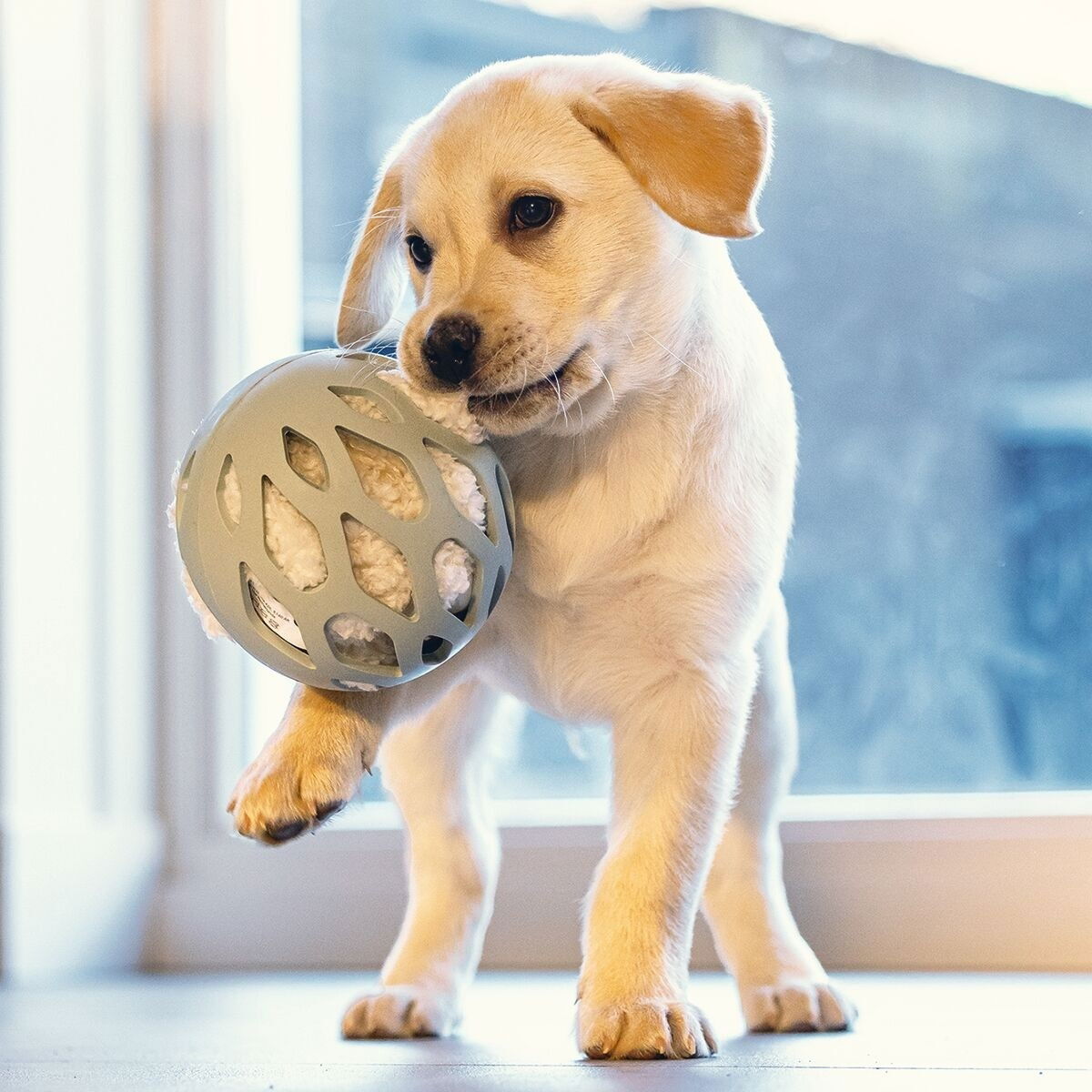 Beeztees puppy rubber play ball Odoro