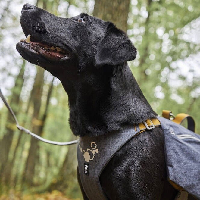 Hurtta Expedition Pack  valjas ECO harmaa