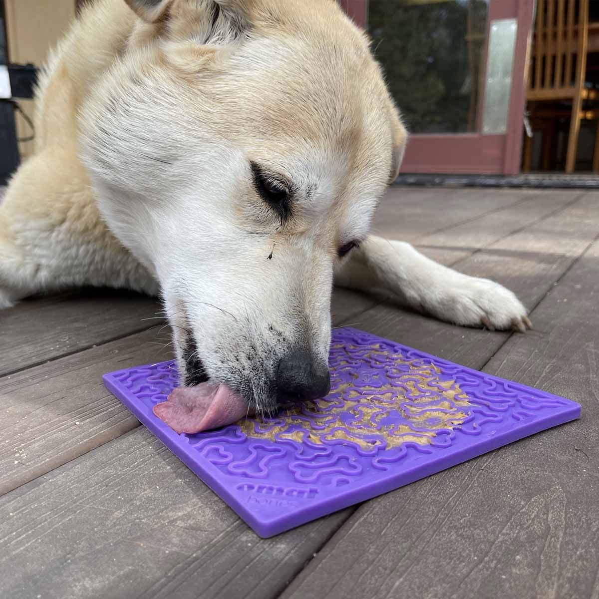 SodaPup Emat Bones violetti