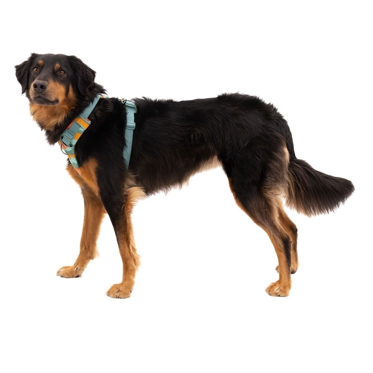 Ruffwear Front Range Harness Spring Mountains