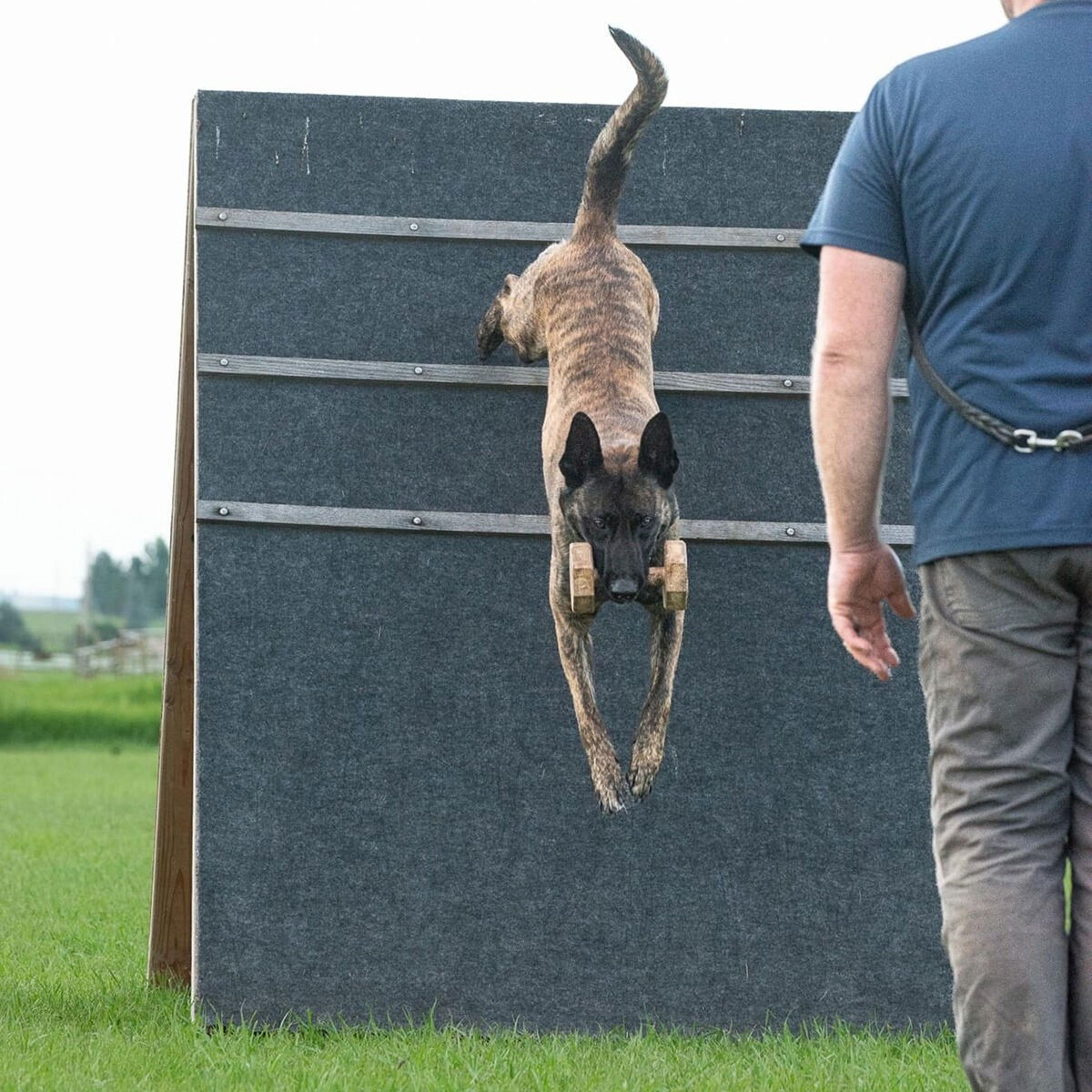 Dingo Gear IGP Dumbbell