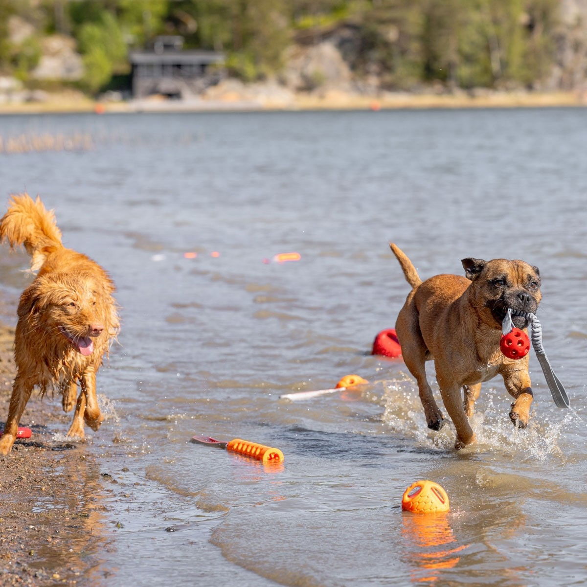 N-Gage Active bungee handler punainen M
